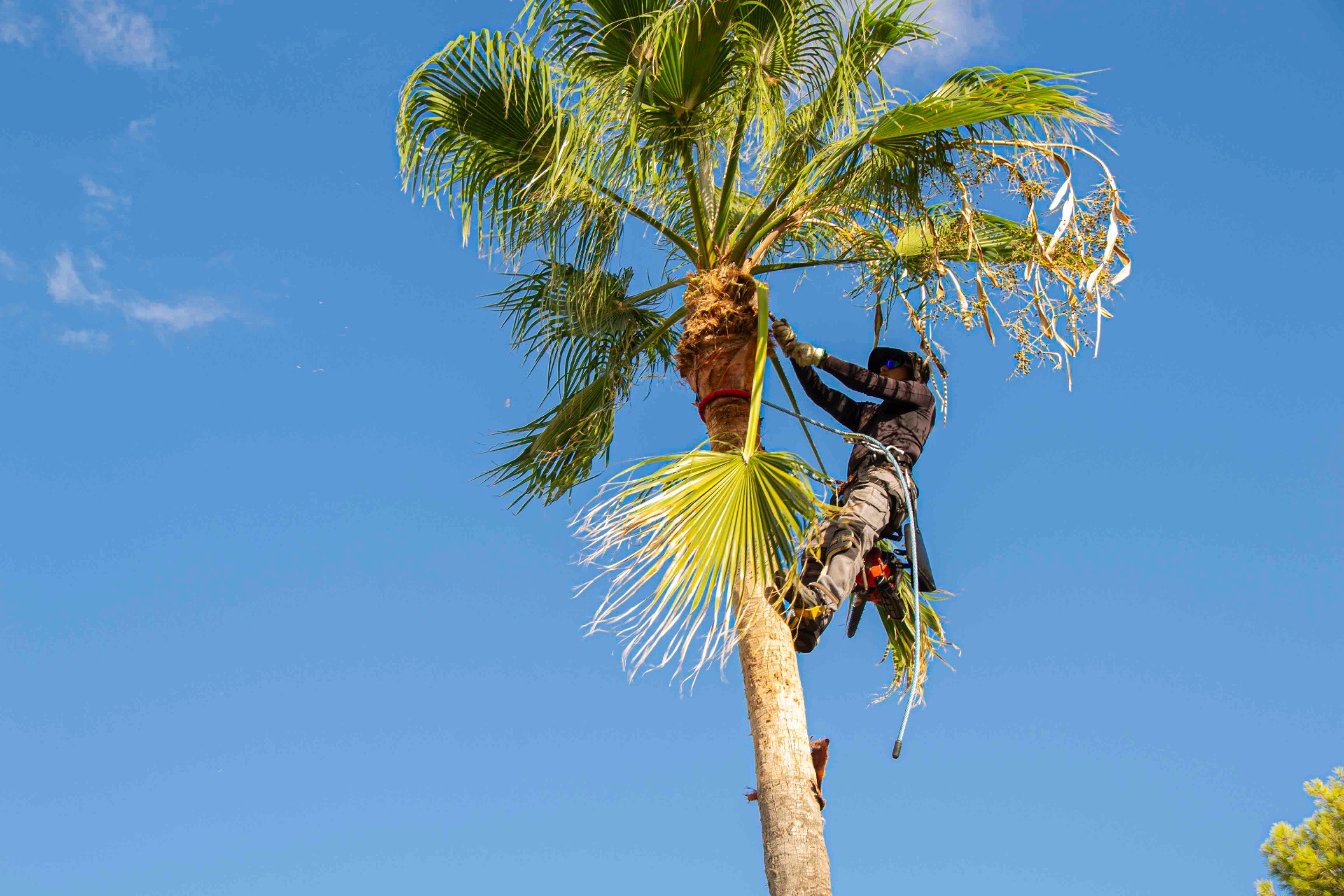 Tree Trimming