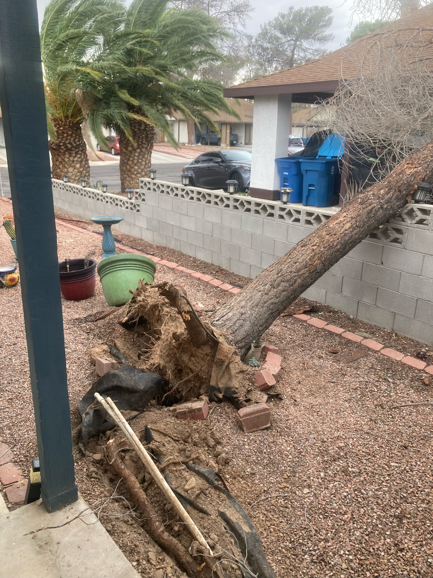 Tree removal service in Las Vegas residential area