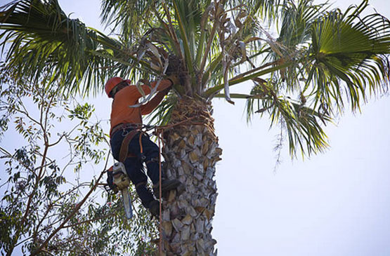 Palm Tree Trimming Las Vegas