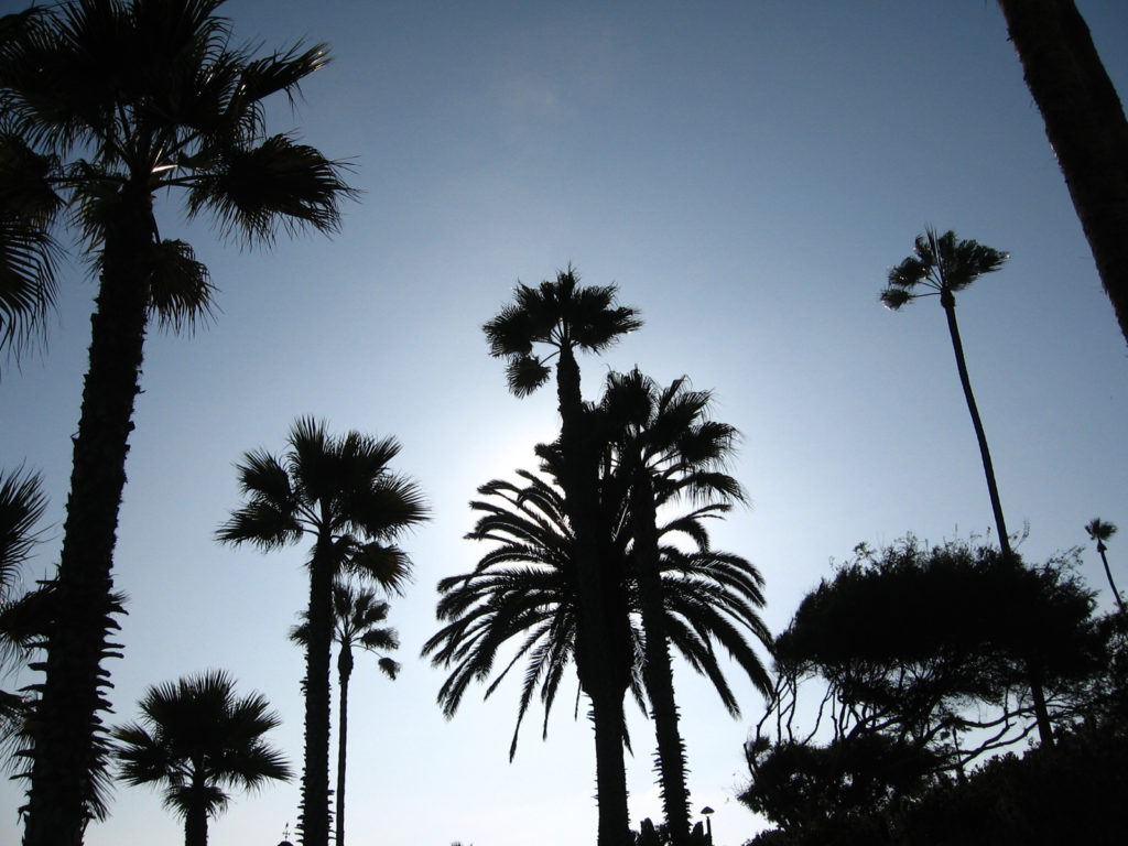 Palm trees in Las Vegas Mexican Fan Palm