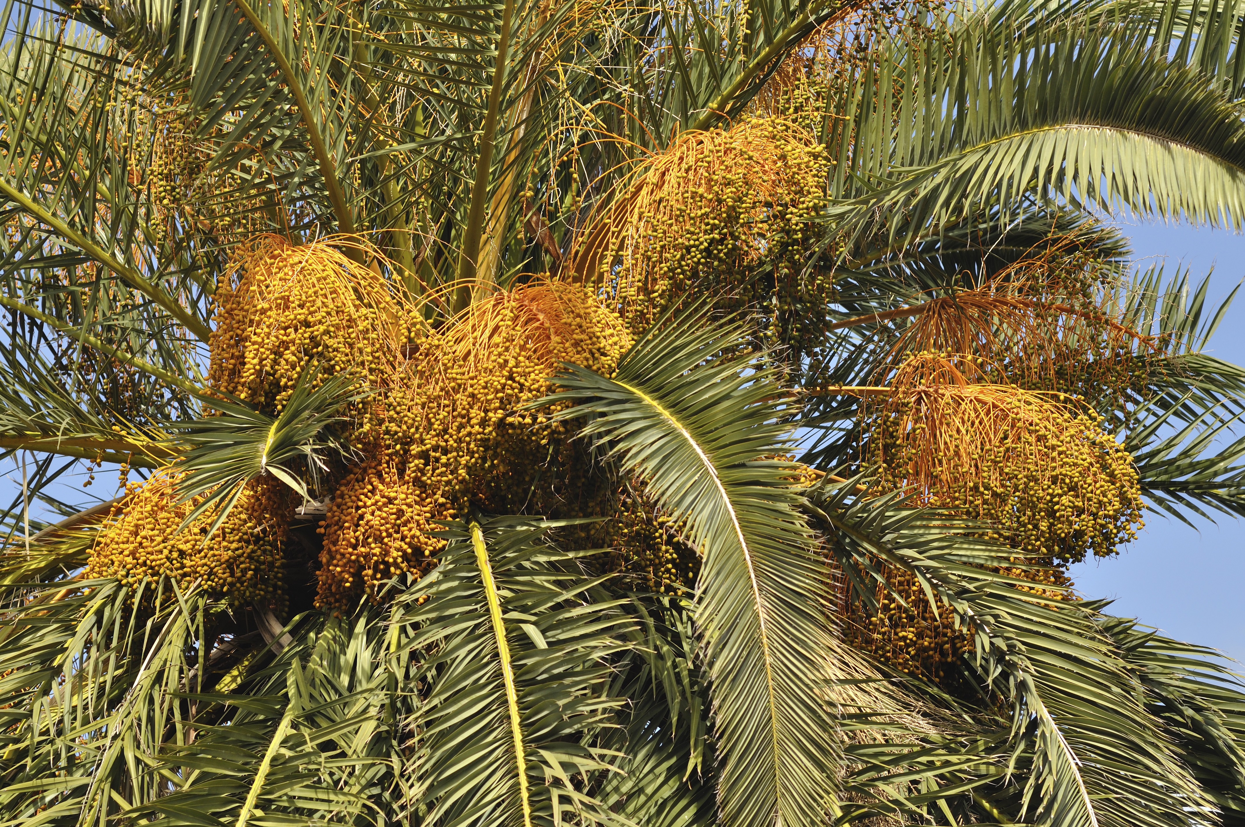 Canary Date Palm