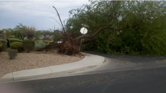 Storm damages trees